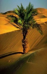 desert3 desert3