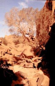 desert4